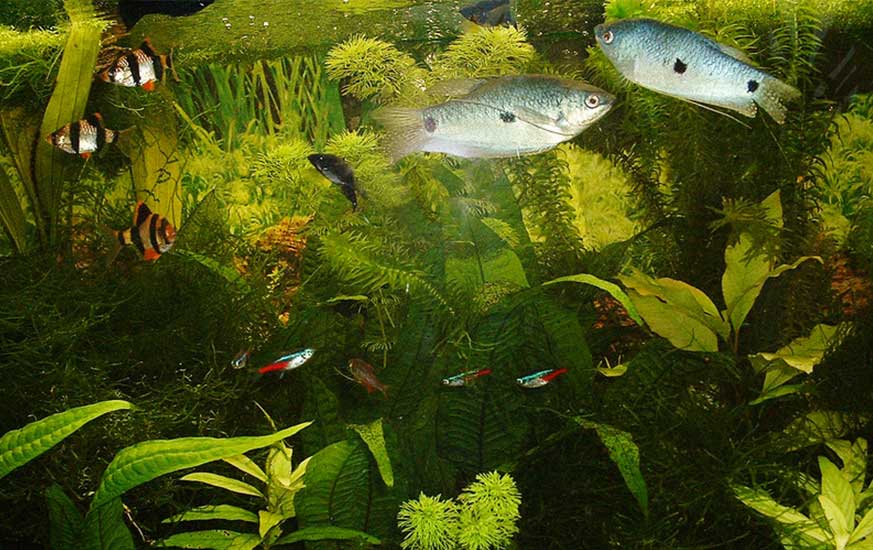 Zoo und Aquaristik